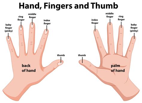 Positioning of the Hands and Fingers